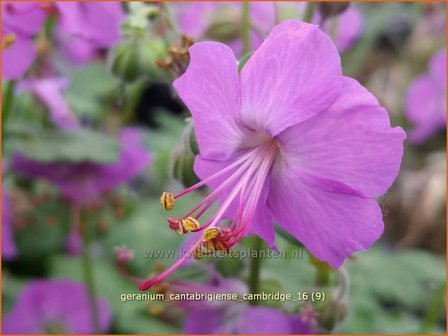 Geranium cantabrigiense &#039;Cambridge&#039; | Ooievaarsbek, Tuingeranium | Cambridge-Storchschnabel