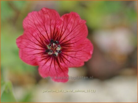 Geranium &amp;#39;Jolly Jewel Salmon&amp;#39;