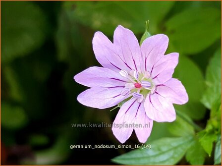 Geranium nodosum 'Simon' | Knopige ooievaarsbek, Ooievaarsbek, Tuingeranium | Bergwald-Storchschnabel
