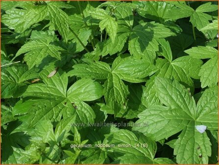 Geranium nodosum 'Simon' | Knopige ooievaarsbek, Ooievaarsbek, Tuingeranium | Bergwald-Storchschnabel
