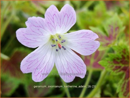 Geranium oxonianum &#039;Katherine Adele&#039; | Ooievaarsbek, Tuingeranium | Oxford-Storchschnabel