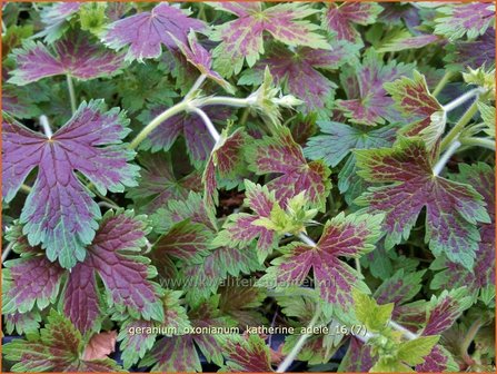 Geranium oxonianum &#039;Katherine Adele&#039; | Ooievaarsbek, Tuingeranium | Oxford-Storchschnabel