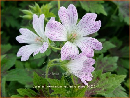 Geranium oxonianum &#039;Katherine Adele&#039; | Ooievaarsbek, Tuingeranium | Oxford-Storchschnabel