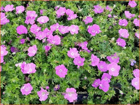 Geranium sanguineum &#039;Elsbeth&#039; | Bloedooievaarsbek, Ooievaarsbek, Tuingeranium | Blut-Storchschnabel