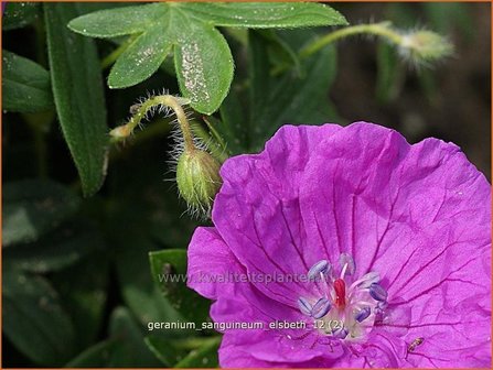 Geranium sanguineum &#039;Elsbeth&#039; | Bloedooievaarsbek, Ooievaarsbek, Tuingeranium | Blut-Storchschnabel