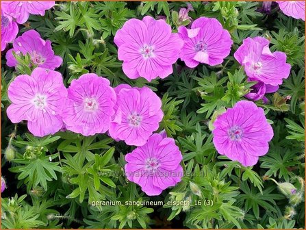 Geranium sanguineum &#039;Elsbeth&#039; | Bloedooievaarsbek, Ooievaarsbek, Tuingeranium | Blut-Storchschnabel