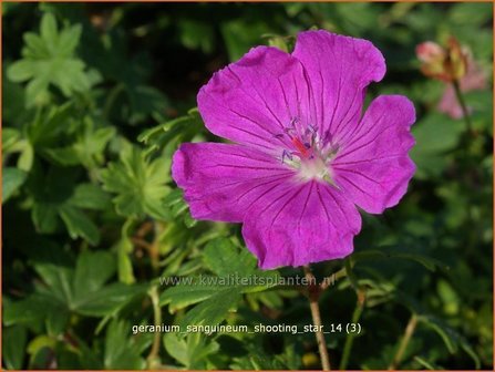 Geranium sanguineum &#039;Shooting Star&#039; | Bloedooievaarsbek, Ooievaarsbek, Tuingeranium | Blut-Storchschnabel