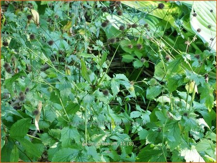 Geum urbanum | Geel nagelkruid, Nagelkruid | Echte Nelkenwurz