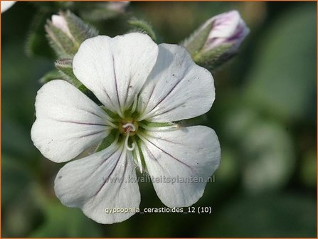 Gypsophila cerastioides | Gipskruid | Himalaya-Schleierkraut