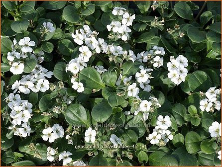 Gypsophila cerastioides | Gipskruid | Himalaya-Schleierkraut