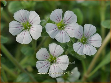 Gypsophila cerastioides | Gipskruid | Himalaya-Schleierkraut