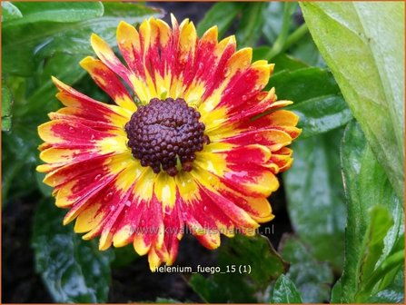 Helenium 'Fuego' | Zonnekruid | Sonnenbraut