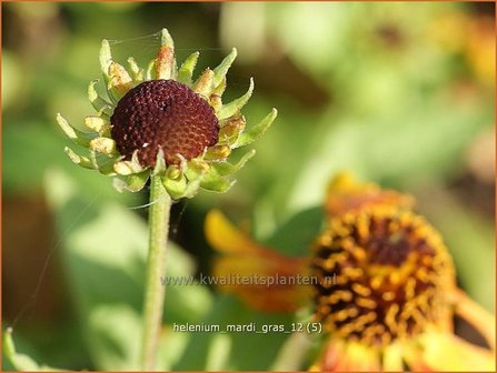 Helenium &#039;Mardi Gras&#039; | Zonnekruid | Sonnenbraut