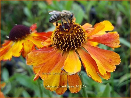 Helenium &#039;Mardi Gras&#039; | Zonnekruid | Sonnenbraut