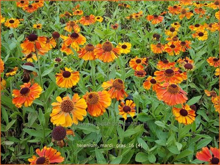 Helenium &#039;Mardi Gras&#039; | Zonnekruid | Sonnenbraut