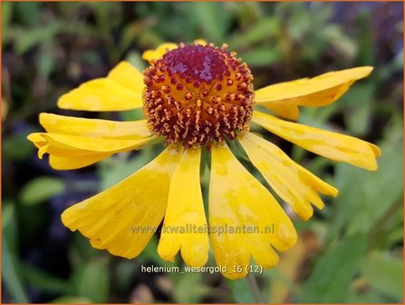 Helenium &amp;#39;Wesergold&amp;#39; | Zonnekruid | Sonnenbraut