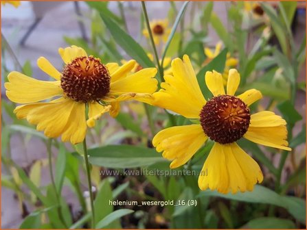 Helenium &amp;#39;Wesergold&amp;#39; | Zonnekruid | Sonnenbraut