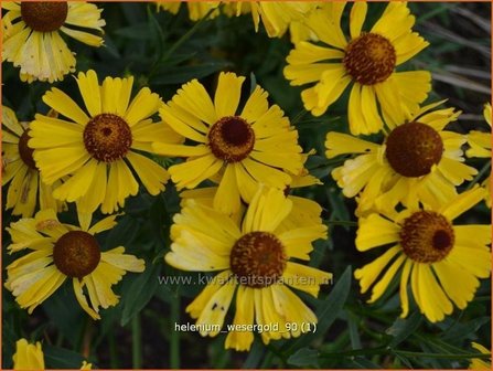 Helenium &amp;#39;Wesergold&amp;#39; | Zonnekruid | Sonnenbraut