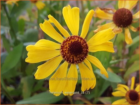 Helenium &amp;#39;Wesergold&amp;#39; | Zonnekruid | Sonnenbraut