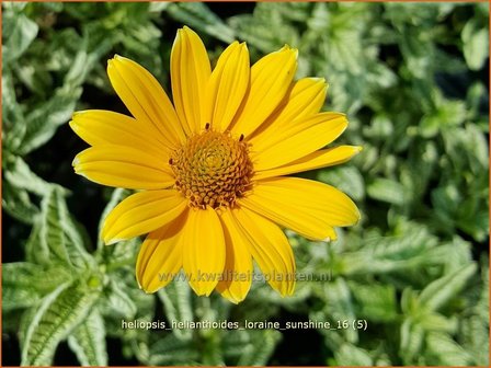 Heliopsis helianthoides 'Loraine Sunshine' | Zonneoog | Gew&ouml;hnliches Sonnenauge