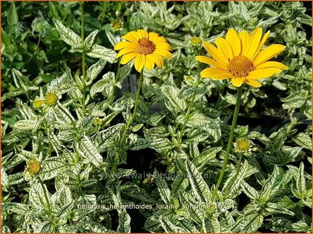 Heliopsis helianthoides 'Loraine Sunshine' | Zonneoog | Gew&ouml;hnliches Sonnenauge