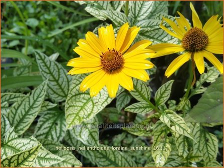 Heliopsis helianthoides 'Loraine Sunshine' | Zonneoog | Gew&ouml;hnliches Sonnenauge