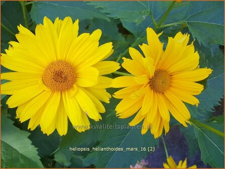Heliopsis helianthoides 'Mars' | Zonneoog | Gew&ouml;hnliches Sonnenauge