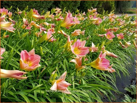Hemerocallis &#039;Final Touch&#039; | Daglelie | Taglilie