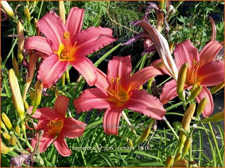 Hemerocallis &#039;Pink Damask&#039; | Daglelie | Taglilie