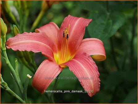 Hemerocallis &#039;Pink Damask&#039; | Daglelie | Taglilie