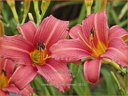 Hemerocallis &#039;Pink Damask&#039; | Daglelie | Taglilie