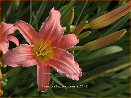 Hemerocallis &#039;Pink Damask&#039; | Daglelie | Taglilie