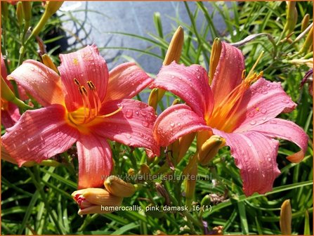 Hemerocallis &#039;Pink Damask&#039; | Daglelie | Taglilie