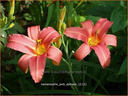 Hemerocallis &#039;Pink Damask&#039; | Daglelie | Taglilie