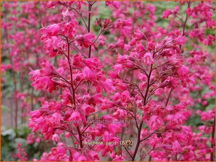 Heuchera 'Paris' | Purperklokje | Purpurgl&ouml;ckchen