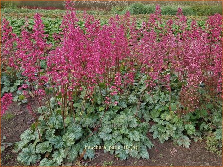 Heuchera 'Paris' | Purperklokje | Purpurgl&ouml;ckchen