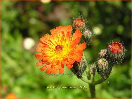 Hieracium aurantiacum | Havikskruid | Orangerotes Habichtskraut