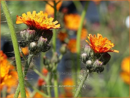 Hieracium aurantiacum | Havikskruid | Orangerotes Habichtskraut