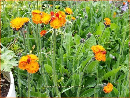 Hieracium aurantiacum | Havikskruid | Orangerotes Habichtskraut