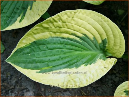 Hosta &#039;Brim Cup&#039; | Hosta, Hartlelie, Funkia | Funkie