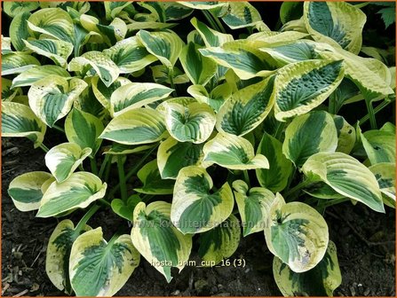 Hosta &#039;Brim Cup&#039; | Hosta, Hartlelie, Funkia | Funkie