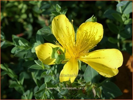 Hypericum olympicum | Hertshooi | Olymp-Johanniskraut