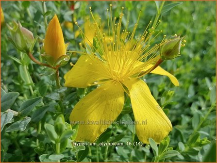 Hypericum olympicum | Hertshooi | Olymp-Johanniskraut