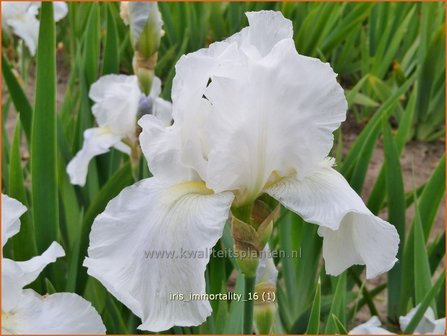 Iris germanica &#039;Immortality&#039; | Baardiris, Iris, Lis | Hohe Bart-Schwertlilie