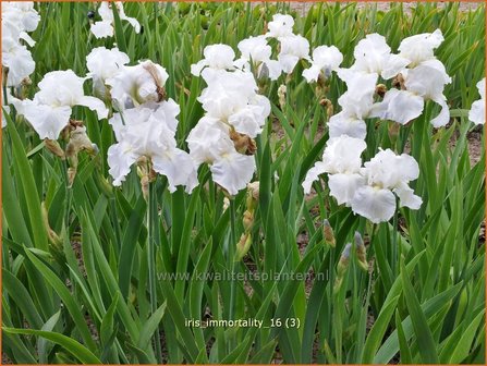 Iris germanica &#039;Immortality&#039; | Baardiris, Iris, Lis | Hohe Bart-Schwertlilie