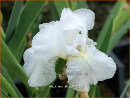 Iris germanica &#039;Immortality&#039; | Baardiris, Iris, Lis | Hohe Bart-Schwertlilie