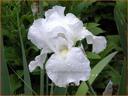 Iris germanica &#039;Immortality&#039; | Baardiris, Iris, Lis | Hohe Bart-Schwertlilie