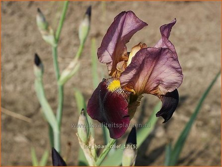 Iris germanica &#039;Indian Chief&#039; | Baardiris, Iris, Lis | Hohe Bart-Schwertlilie