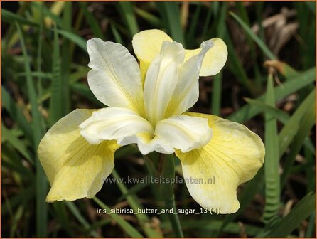 Iris sibirica &#039;Butter and Sugar&#039; | Siberische iris, Lis, Iris | Sibirische Schwertlilie