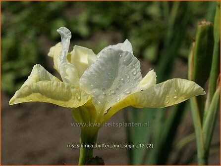 Iris sibirica &#039;Butter and Sugar&#039; | Siberische iris, Lis, Iris | Sibirische Schwertlilie